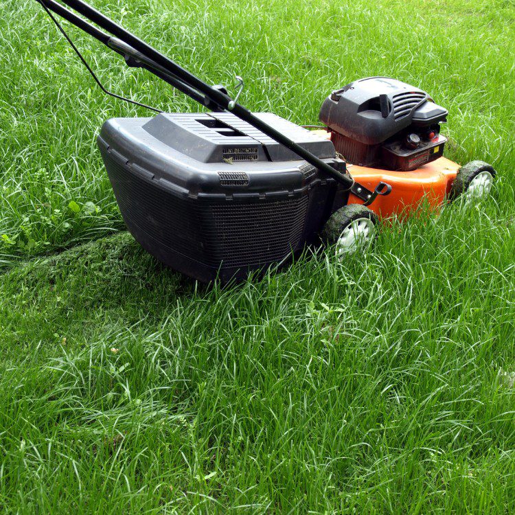 Lawn and Garden Services in Fort Worth